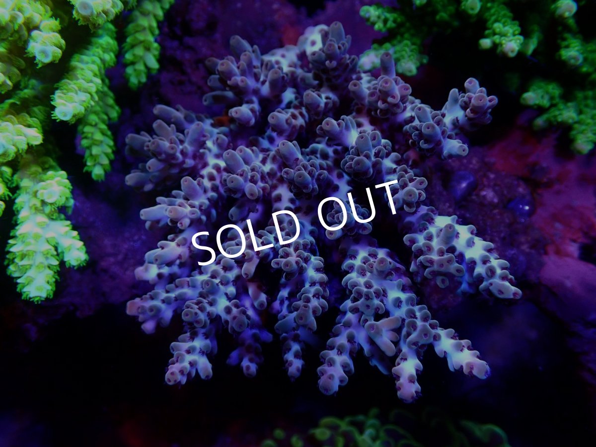 画像1: 【SALE】CF Acropora  sp. No.8 (1)