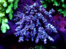画像1: 【SALE】CF Acropora  sp. No.8 (1)