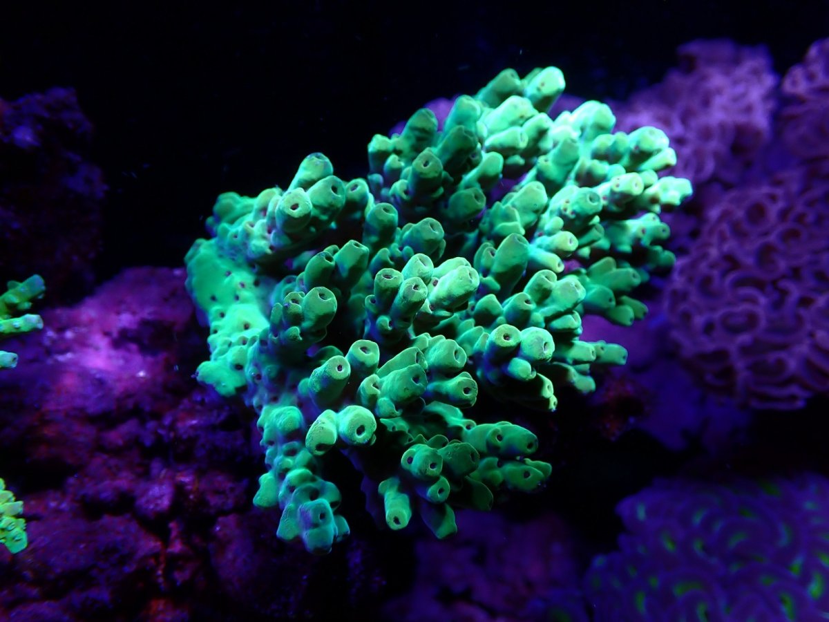 画像1:  IF Acropora Ultra No.107 (1)