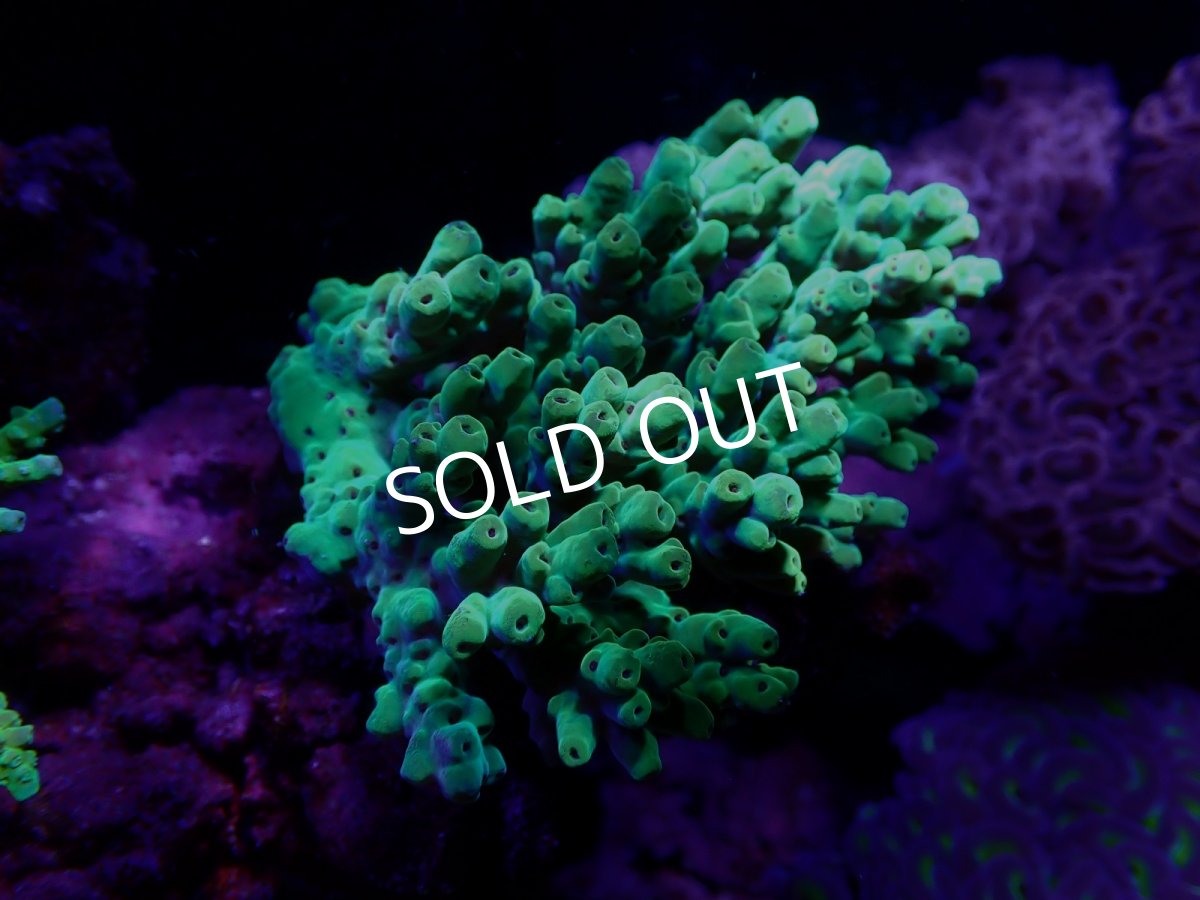 画像1:  IF Acropora Ultra No.107 (1)