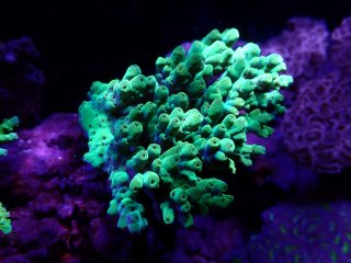 Tropic Marin 人工海水 Pro-Reef Sea Salt 25kg - 海水魚専門店