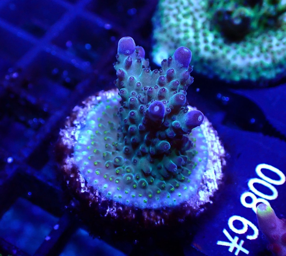 画像1: 【SALE】CE Acro King Piccolo No.2 (1)