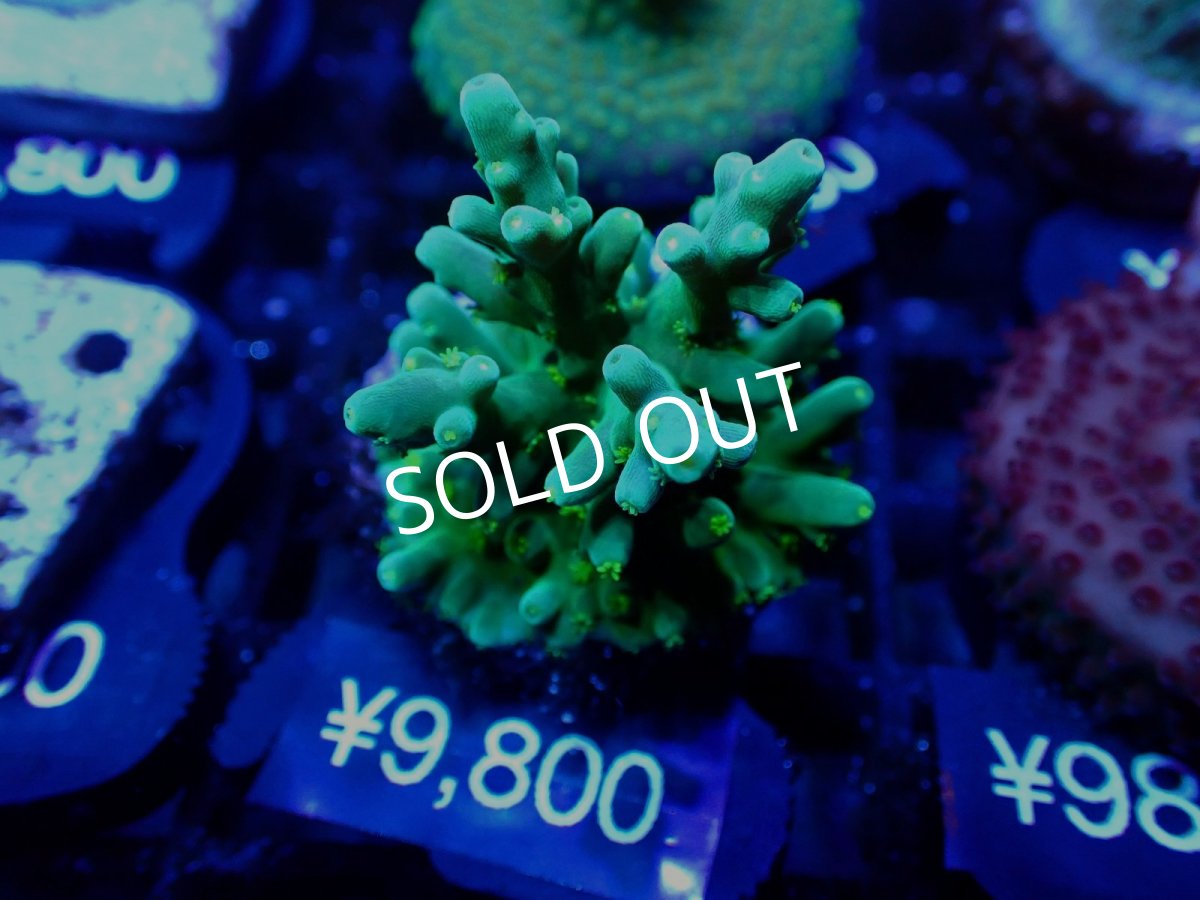 画像1: 【SALE】CE Acro Loripes Mint Green (1)