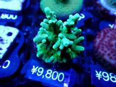 画像1: 【SALE】CE Acro Loripes Mint Green (1)