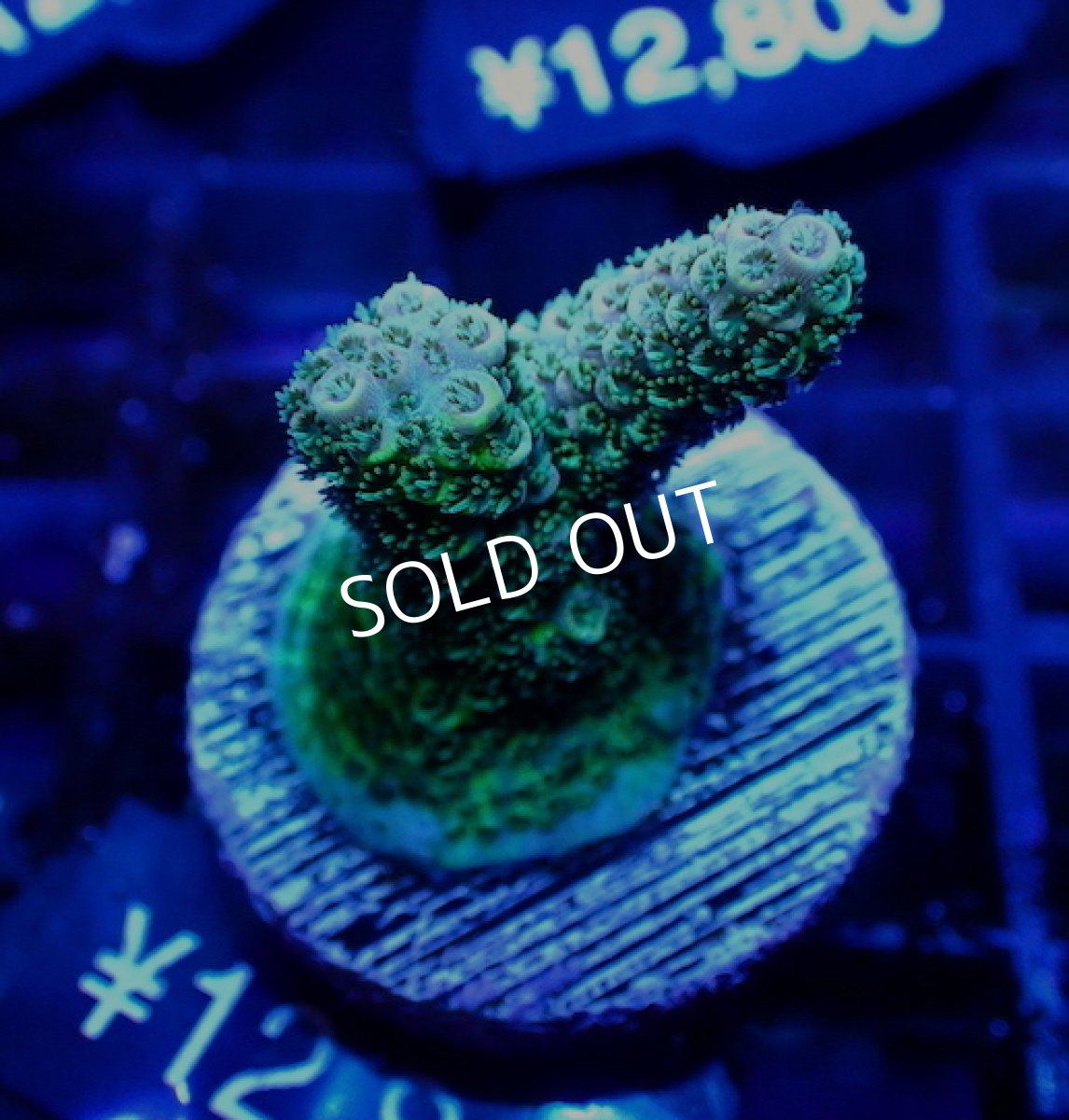 画像3: 【SALE】CE Acro Mille Green No.2 (3)