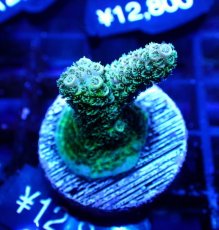 画像3: 【SALE】CE Acro Mille Green No.2 (3)