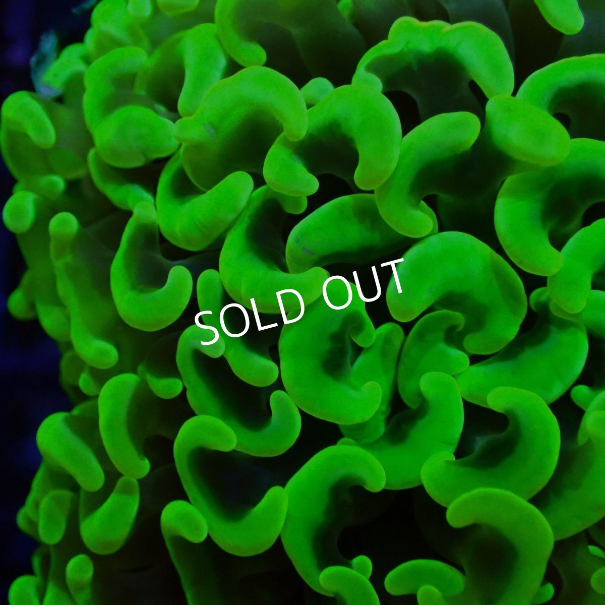 画像3:  CF ナガレハナサンゴ　Toxic Green (3)