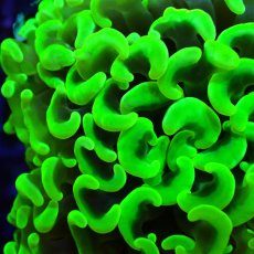 画像3:  CF ナガレハナサンゴ　Toxic Green (3)