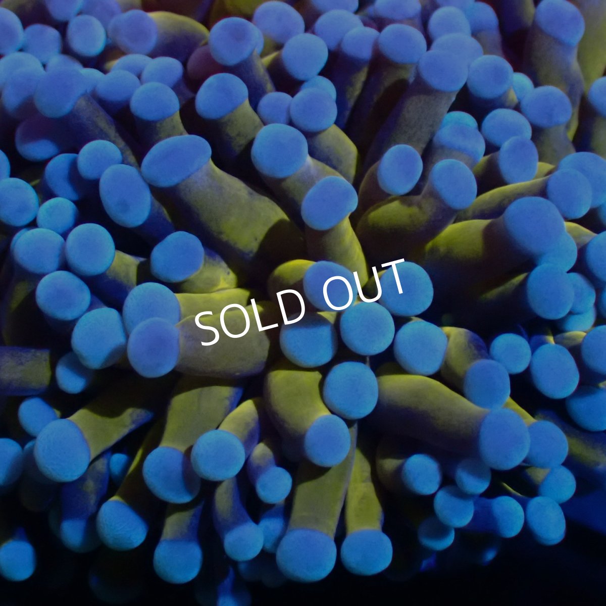 画像2:  CF Gold Torch No.3 (2)