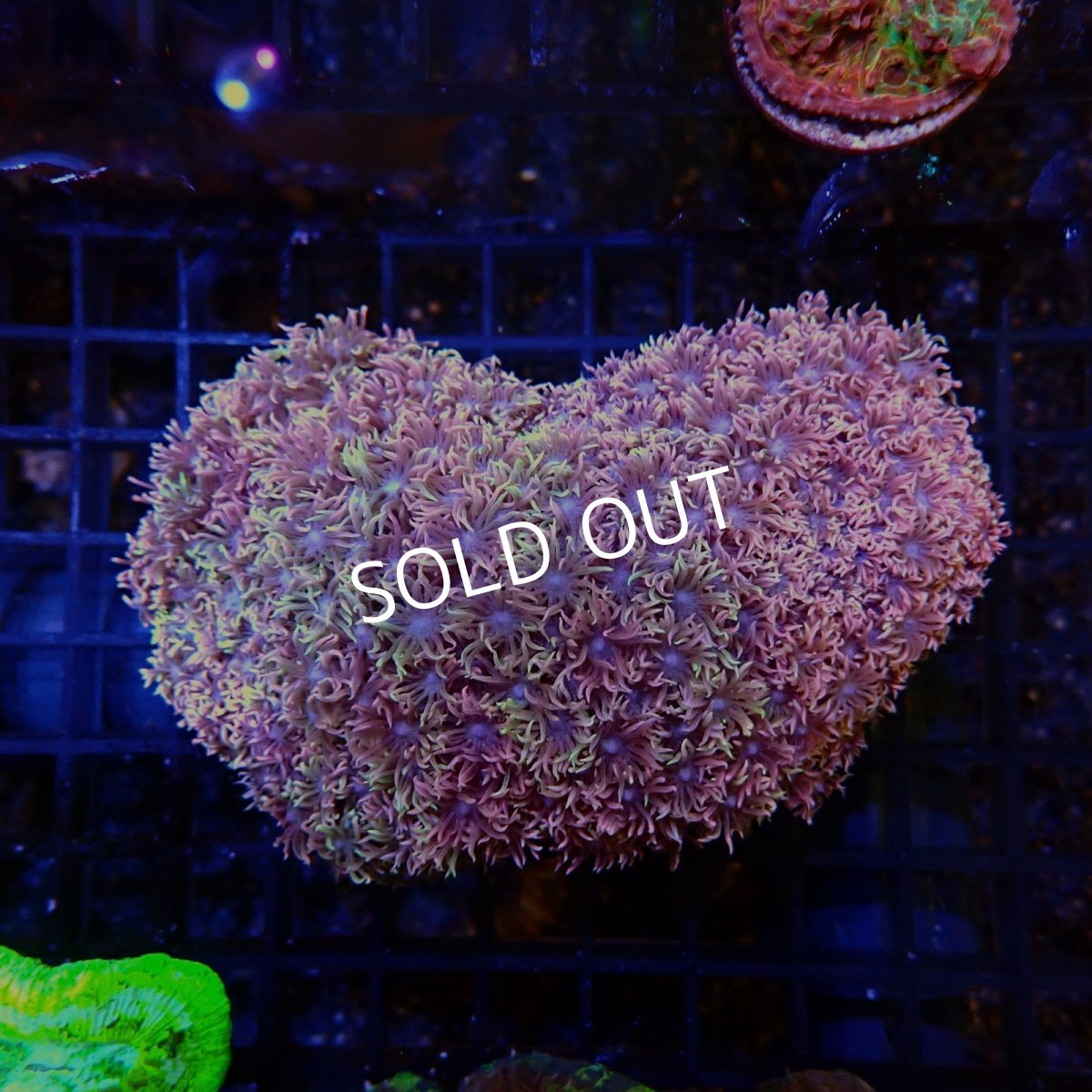 画像2:  CFハナガササンゴ Goniopora Red/Pink (2)