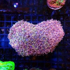 画像2:  CFハナガササンゴ Goniopora Red/Pink (2)
