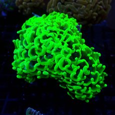 画像1:  CF ナガレハナサンゴ　Toxic Green (1)