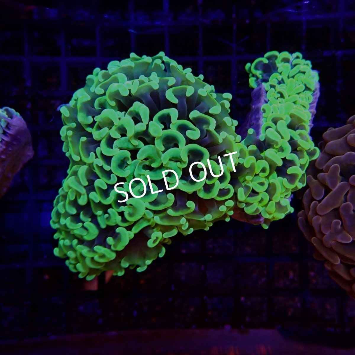 画像2:  CF ナガレハナサンゴ　Toxic Green (2)