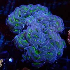 画像1: CF ナガレハナサンゴ　Two Tone Green No.2 (1)