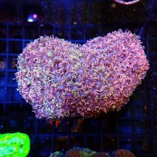 画像1:  CFハナガササンゴ Goniopora Red/Pink (1)