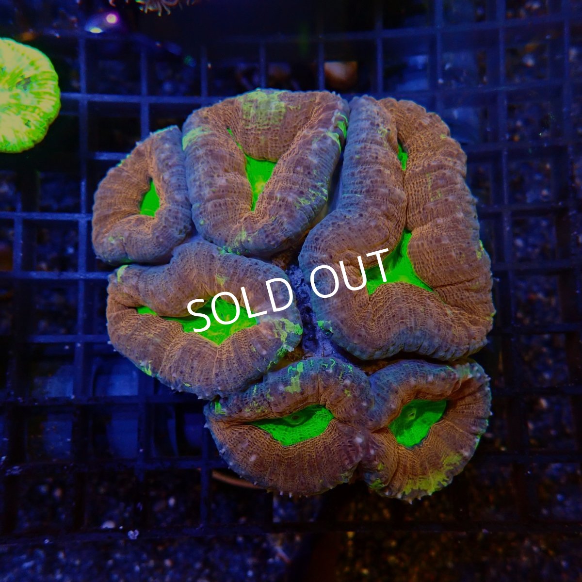 画像1:  CF ハナガタサンゴ Pachysepta (1)