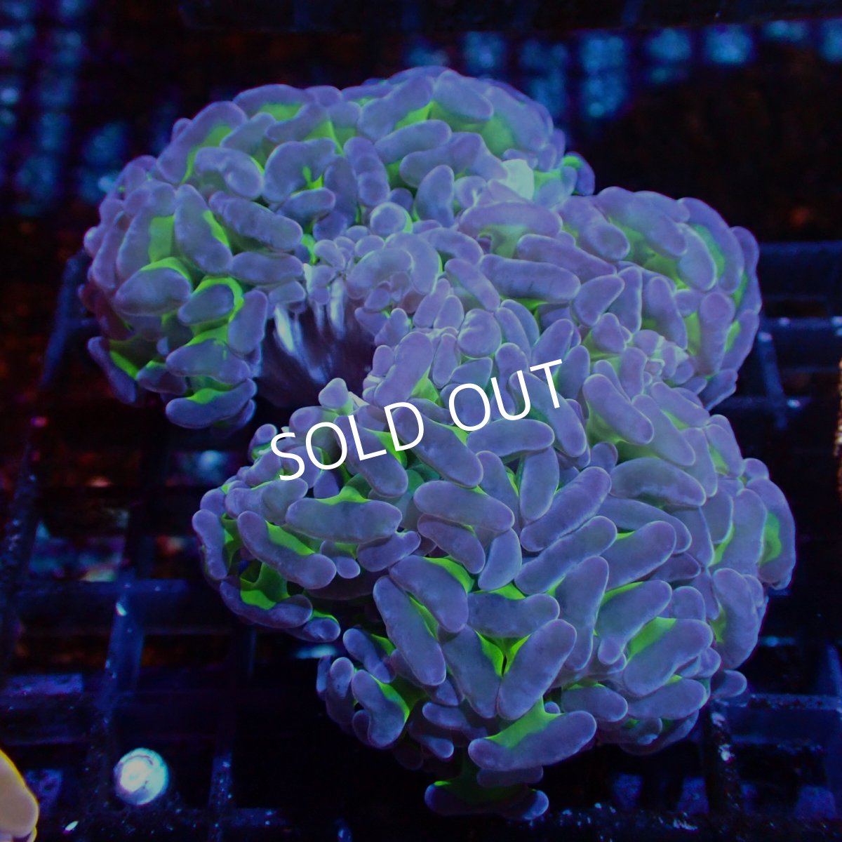 画像2: CF ナガレハナサンゴ　Two Tone Green No.2 (2)