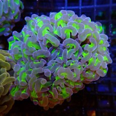 画像1: CF ナガレハナサンゴ　Two Tone Green No.1 (1)