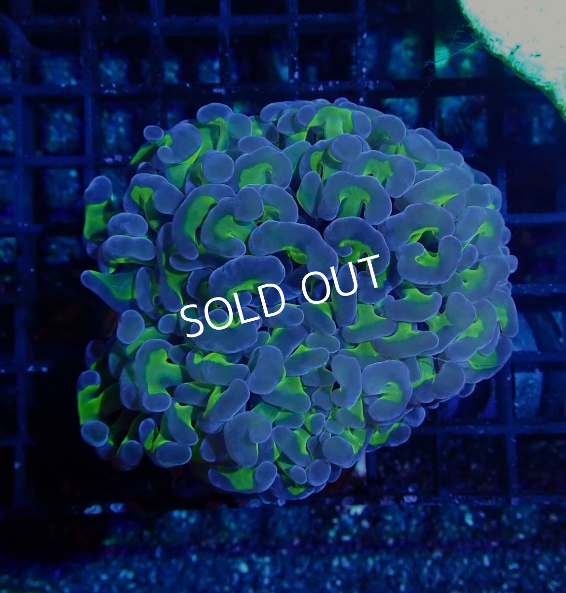 画像2: CF ナガレハナサンゴ　Two Tone Green No.1 (2)