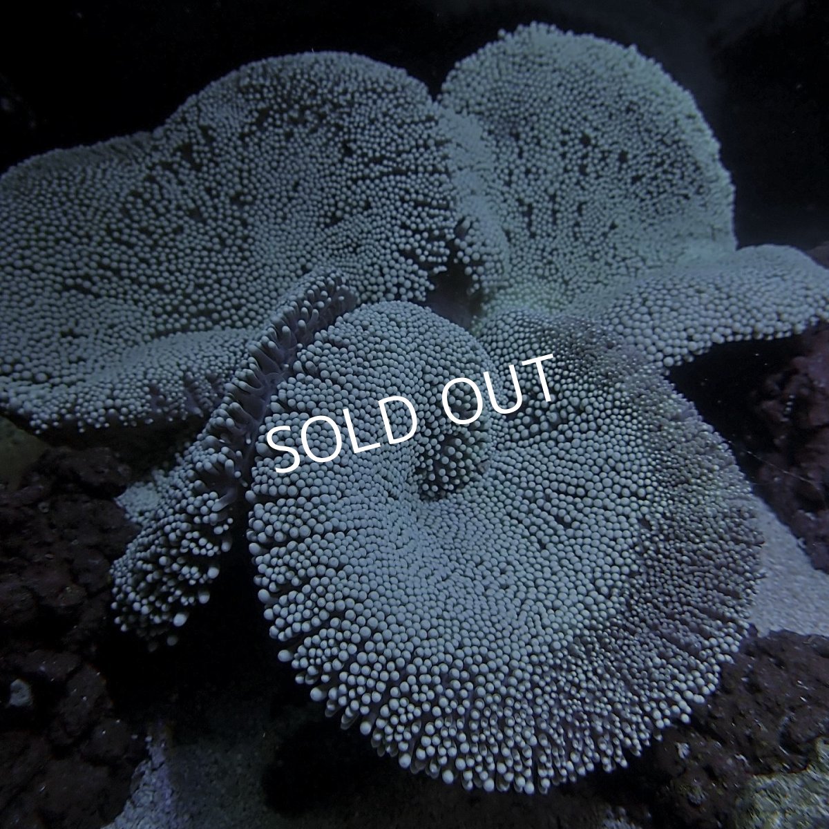 画像2: ■SALE■　イボハタゴイソギンチャク 八重山 (2)