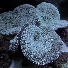 画像2: ■SALE■　イボハタゴイソギンチャク 八重山 (2)