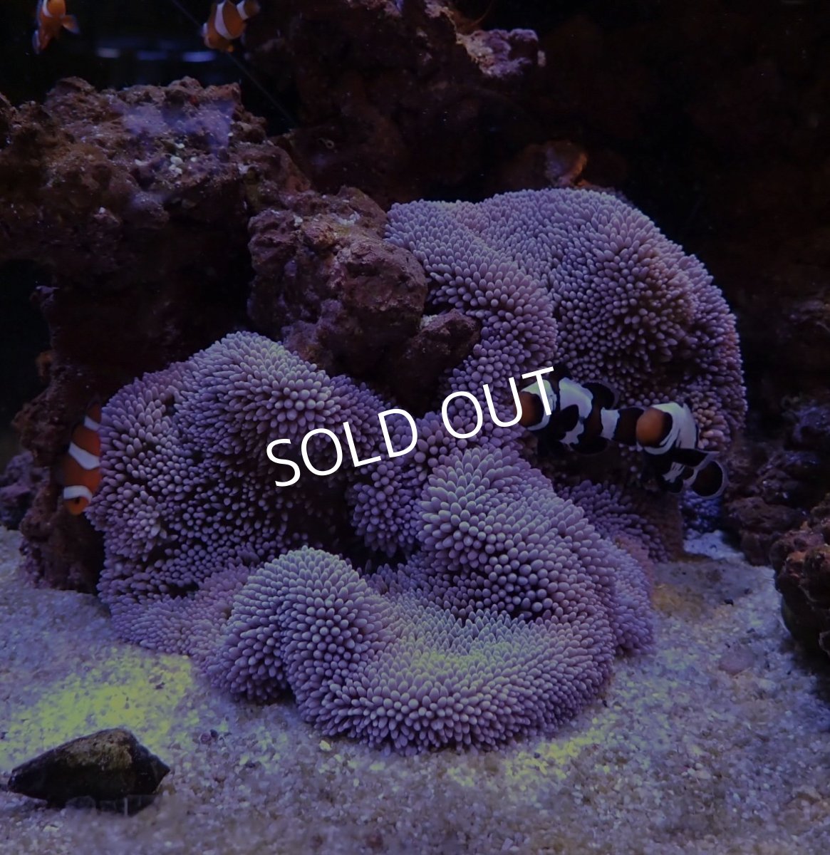 画像2: ■SALE■　ハタゴイソギンチャク パープル 八重山 (2)