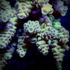 画像2: CF Acropora  sp. No.9 (2)