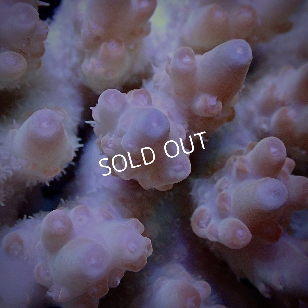 画像2: CF Acropora  sp. No.20 (2)