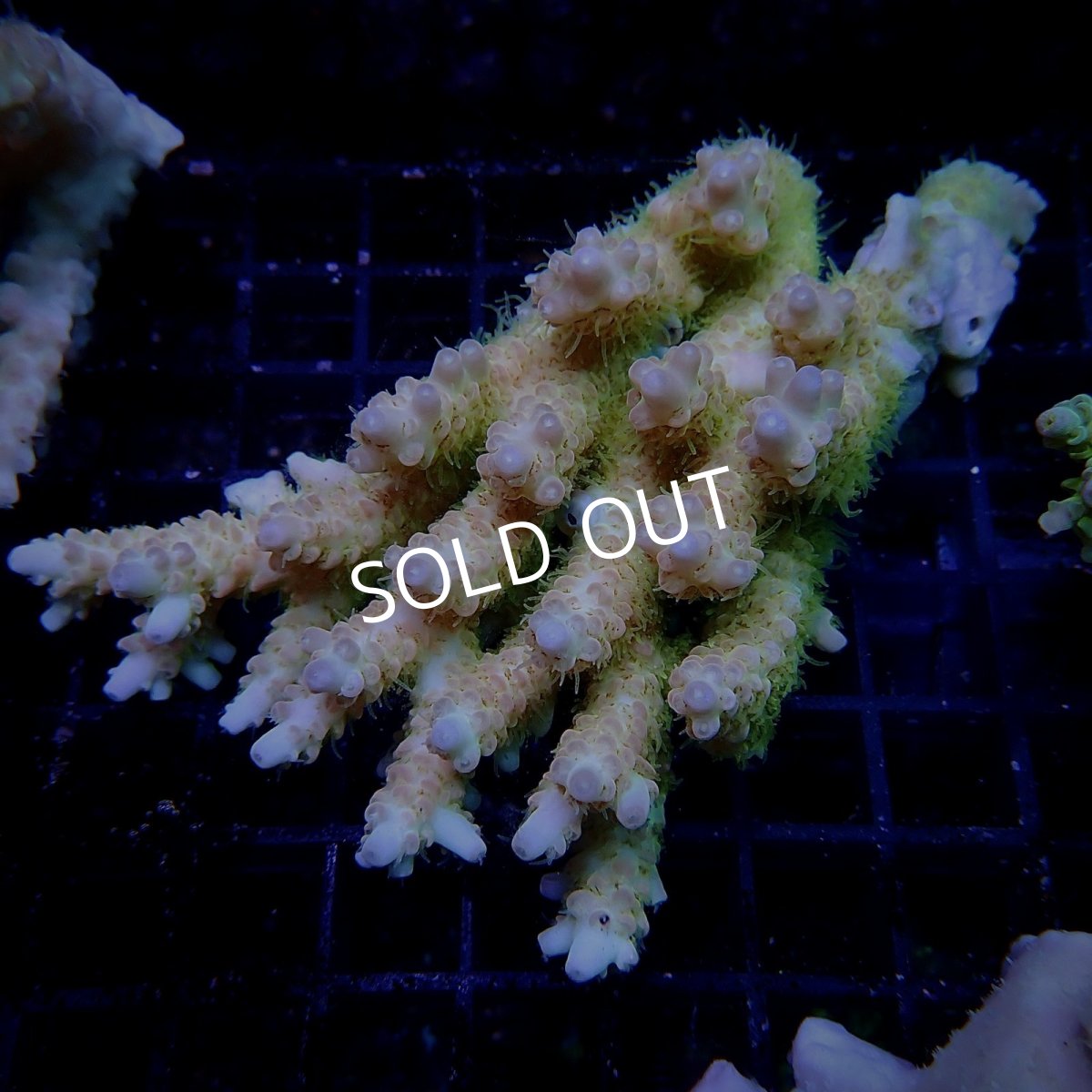 画像1: CF Acropora  sp. No.19 (1)