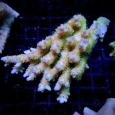 画像1: CF Acropora  sp. No.19 (1)