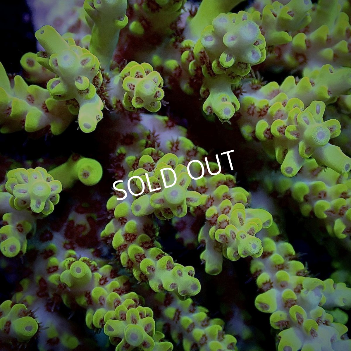 画像2: CF Acropora  sp. No.13 (2)