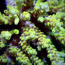 画像2: CF Acropora  sp. No.13 (2)
