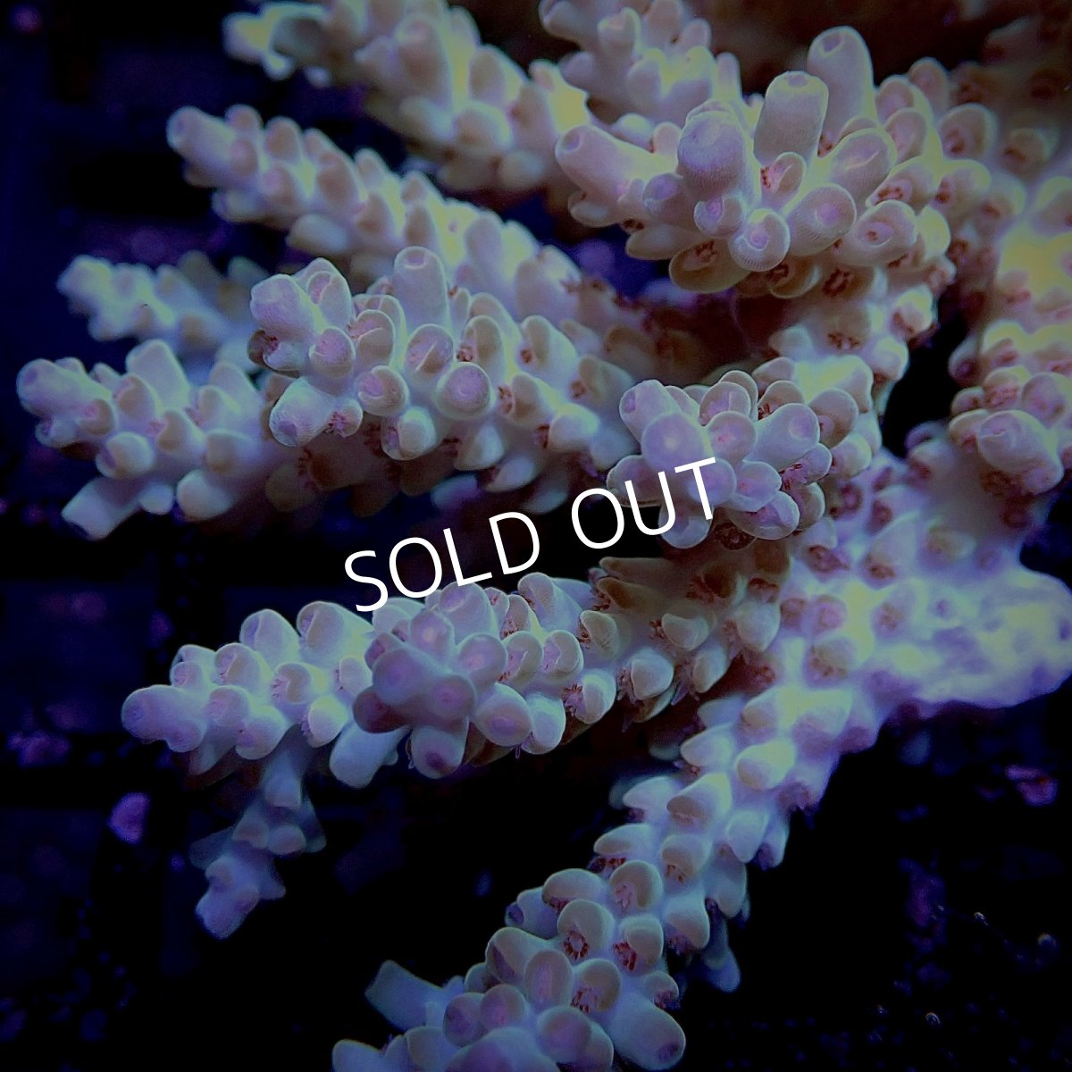 画像2: CF Acropora  sp. No.10 (2)