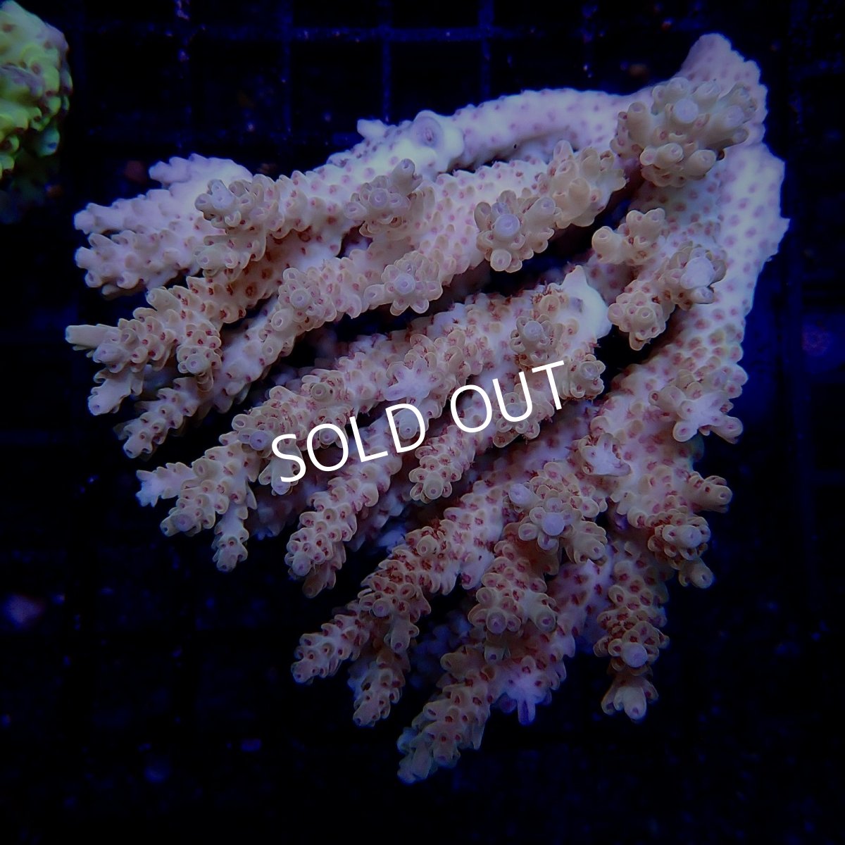 画像1: CF Acropora  sp. No.16 (1)