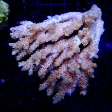 画像1: CF Acropora  sp. No.16 (1)