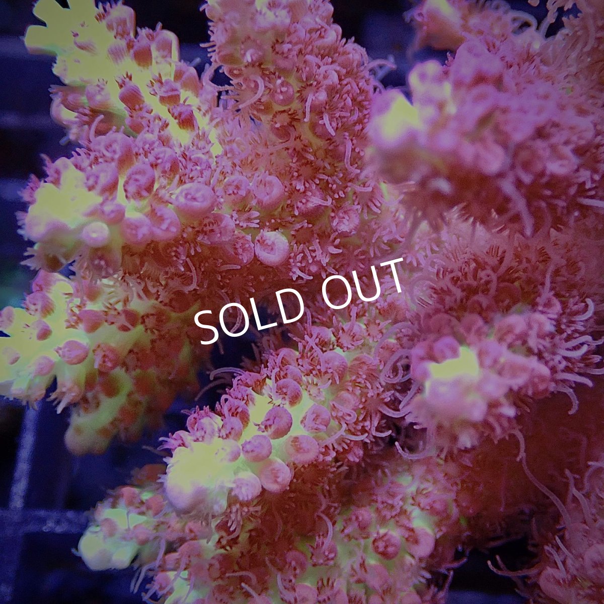 画像2: CF Acropora  sp. No.22 (2)