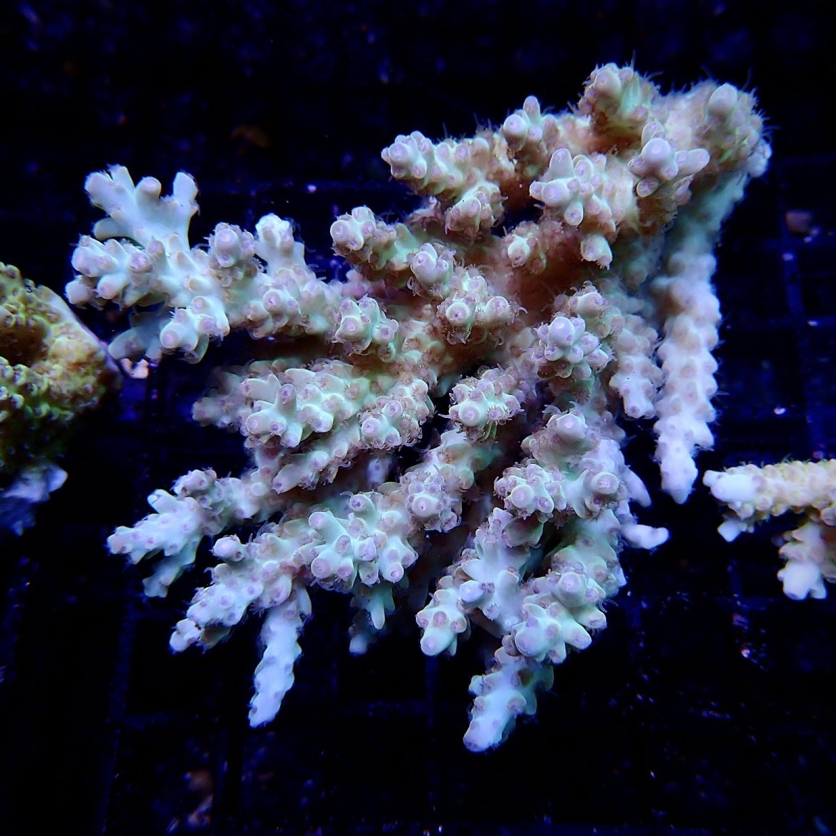 画像1: CF Acropora  sp. No.17 (1)