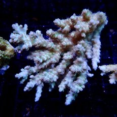 画像1: CF Acropora  sp. No.17 (1)