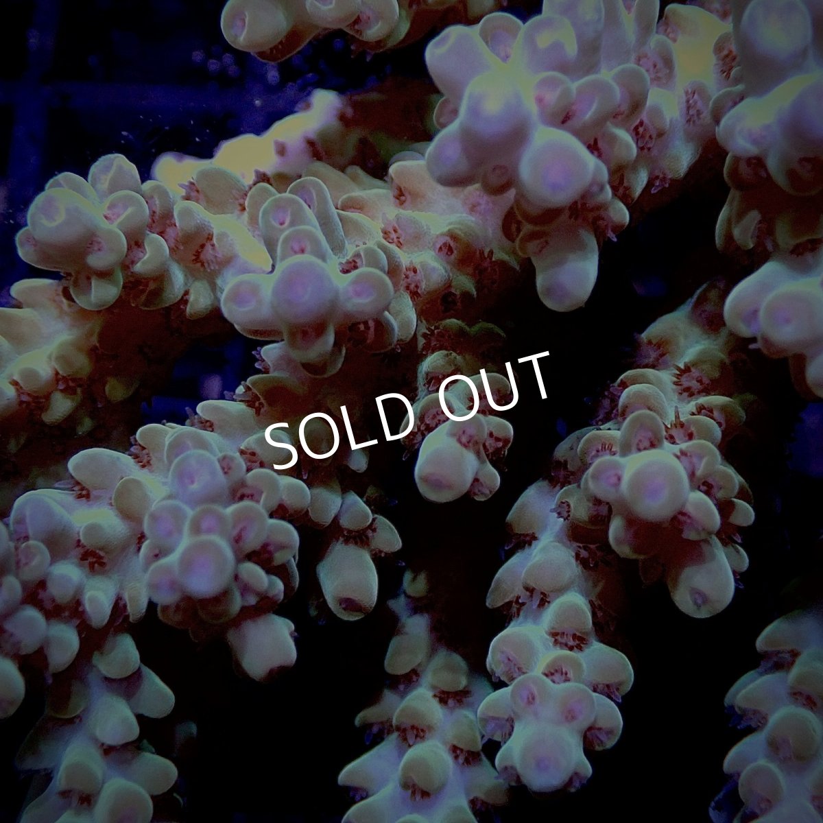 画像2: CF Acropora  sp. No.18 (2)