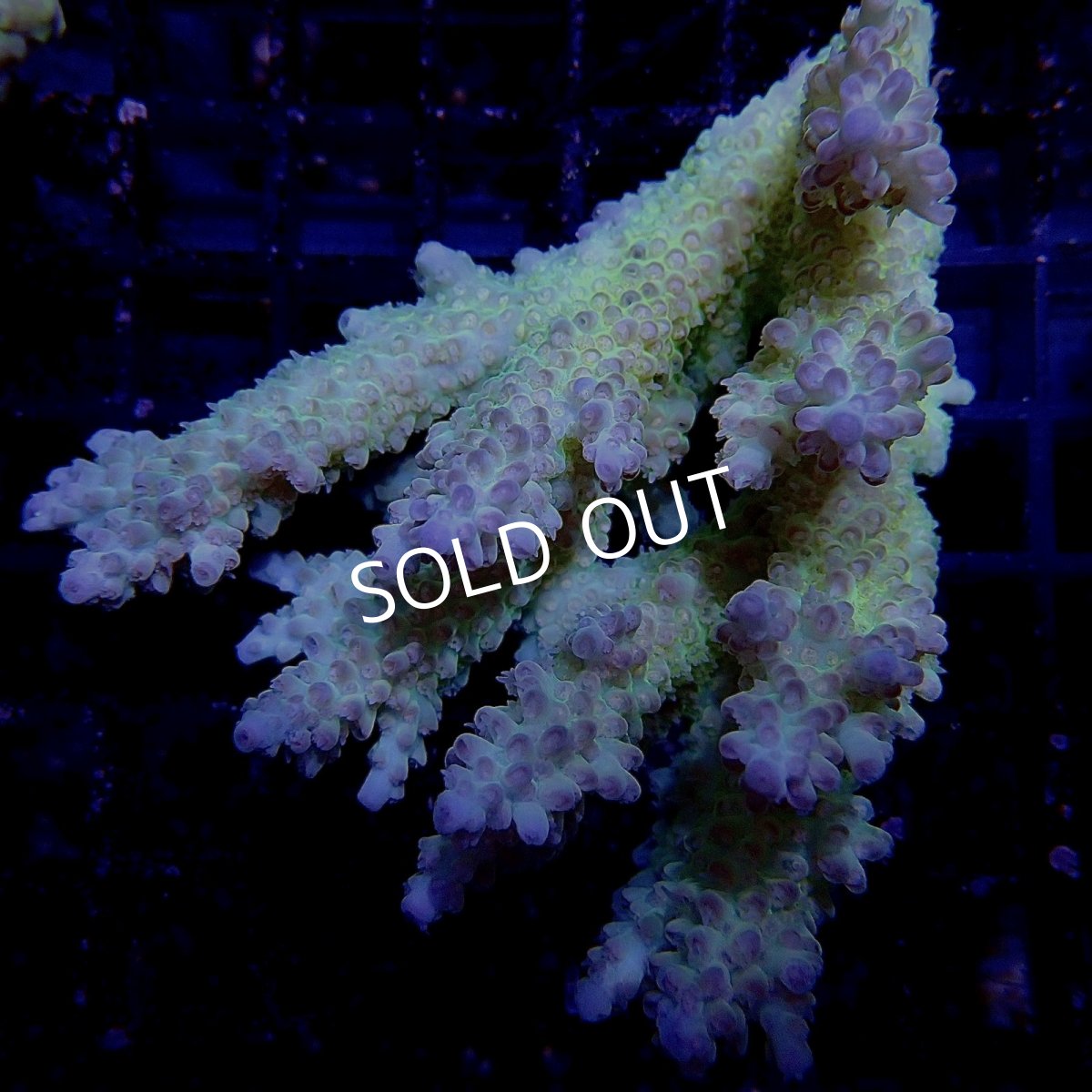 画像1: CF Acropora  sp. No.12 (1)