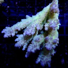 画像1: CF Acropora  sp. No.12 (1)