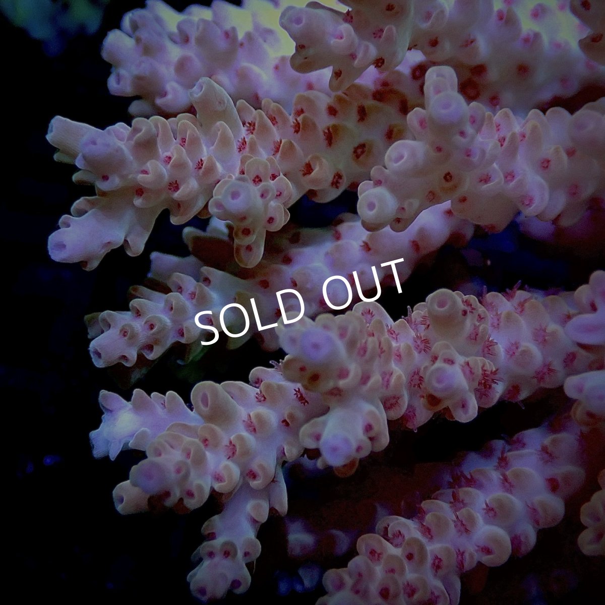 画像2: CF Acropora  sp. No.16 (2)