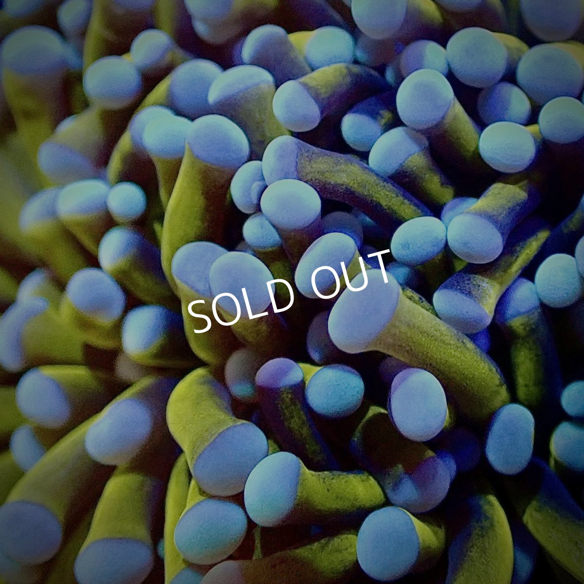 画像2:  CF Gold Torch No.6 (2)