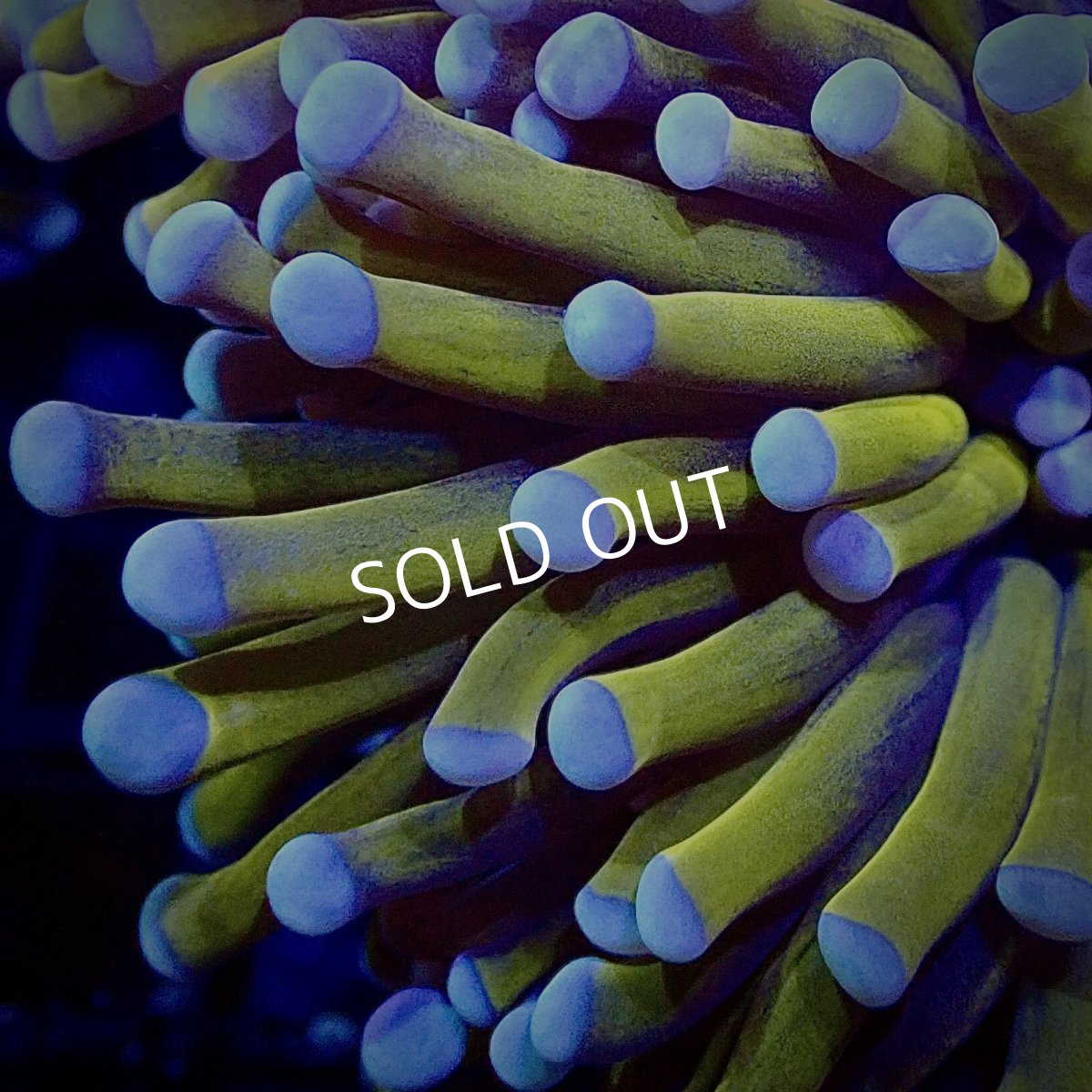 画像2:  CF Gold Torch No.5 (2)