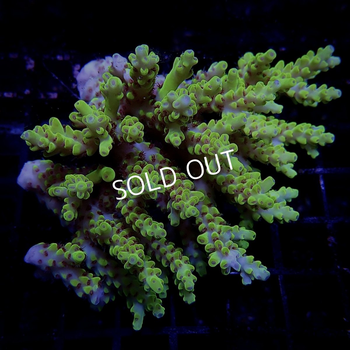 画像1: CF Acropora  sp. No.13 (1)