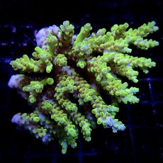 画像1: CF Acropora  sp. No.13 (1)