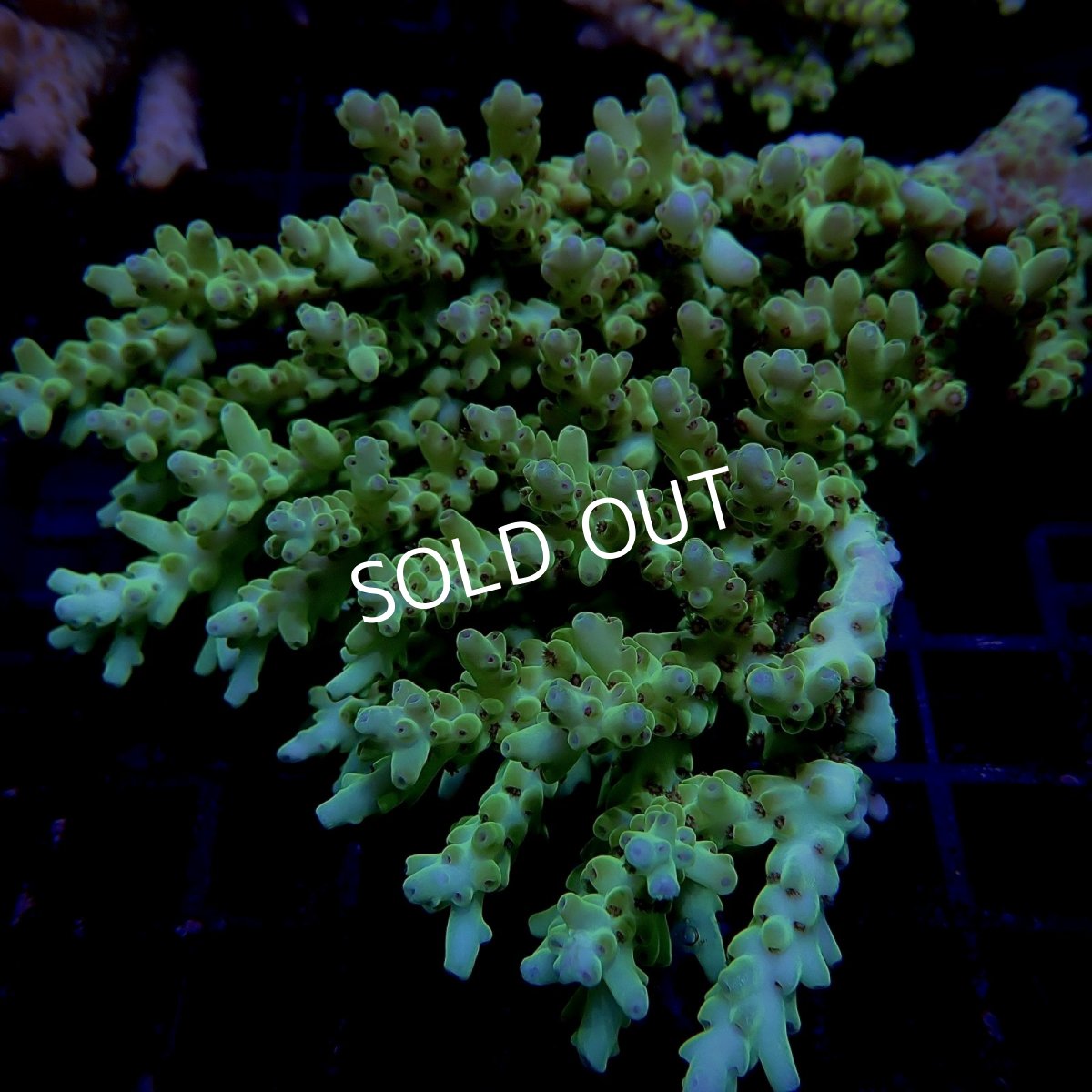 画像1: CF Acropora  sp. No.14 (1)