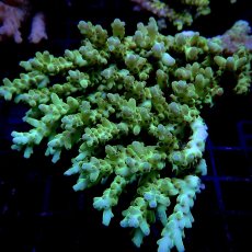 画像1: CF Acropora  sp. No.14 (1)
