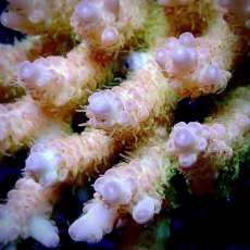 画像2: CF Acropora  sp. No.19 (2)