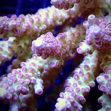 画像2: CF Acropora  sp. No.23 (2)